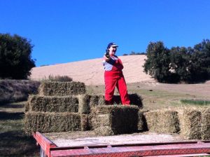 Roberta having fun on a hay bale