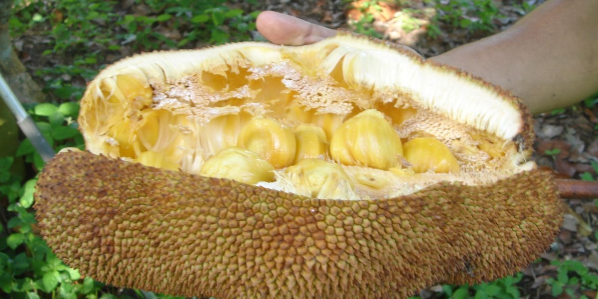 Freshly opened cempedak and its yellow fleshy fruits