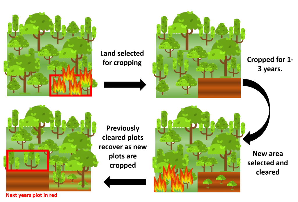 diagram of shifting cultivation practices