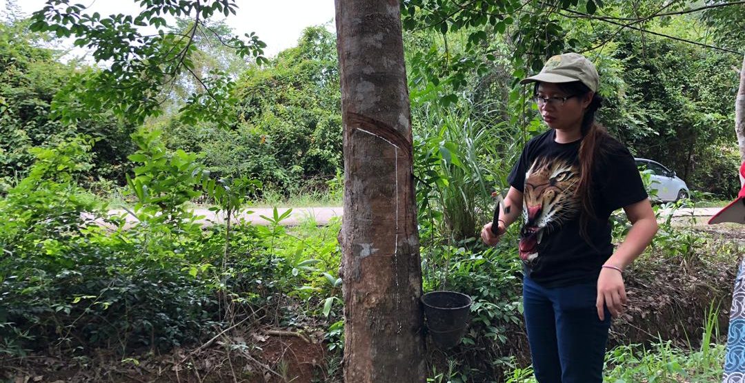 Reconciling rubber with biodiversity conservation in the field.