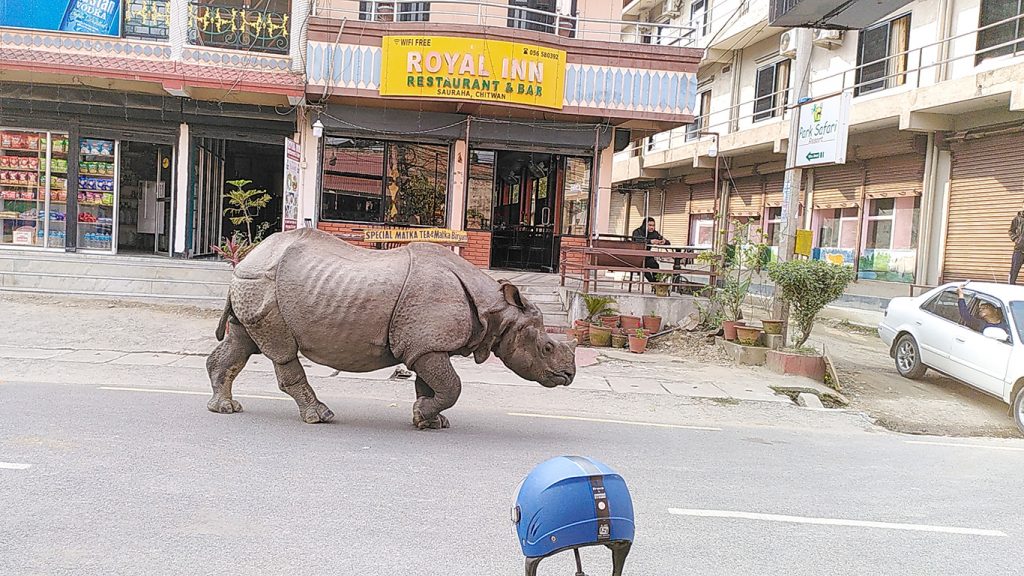 A rhino is walking down a road on a high street in Sauraha looking as if he belongs there. A person in a car stares at the rhino but another person in a cafe doesn't look up from their phone. 