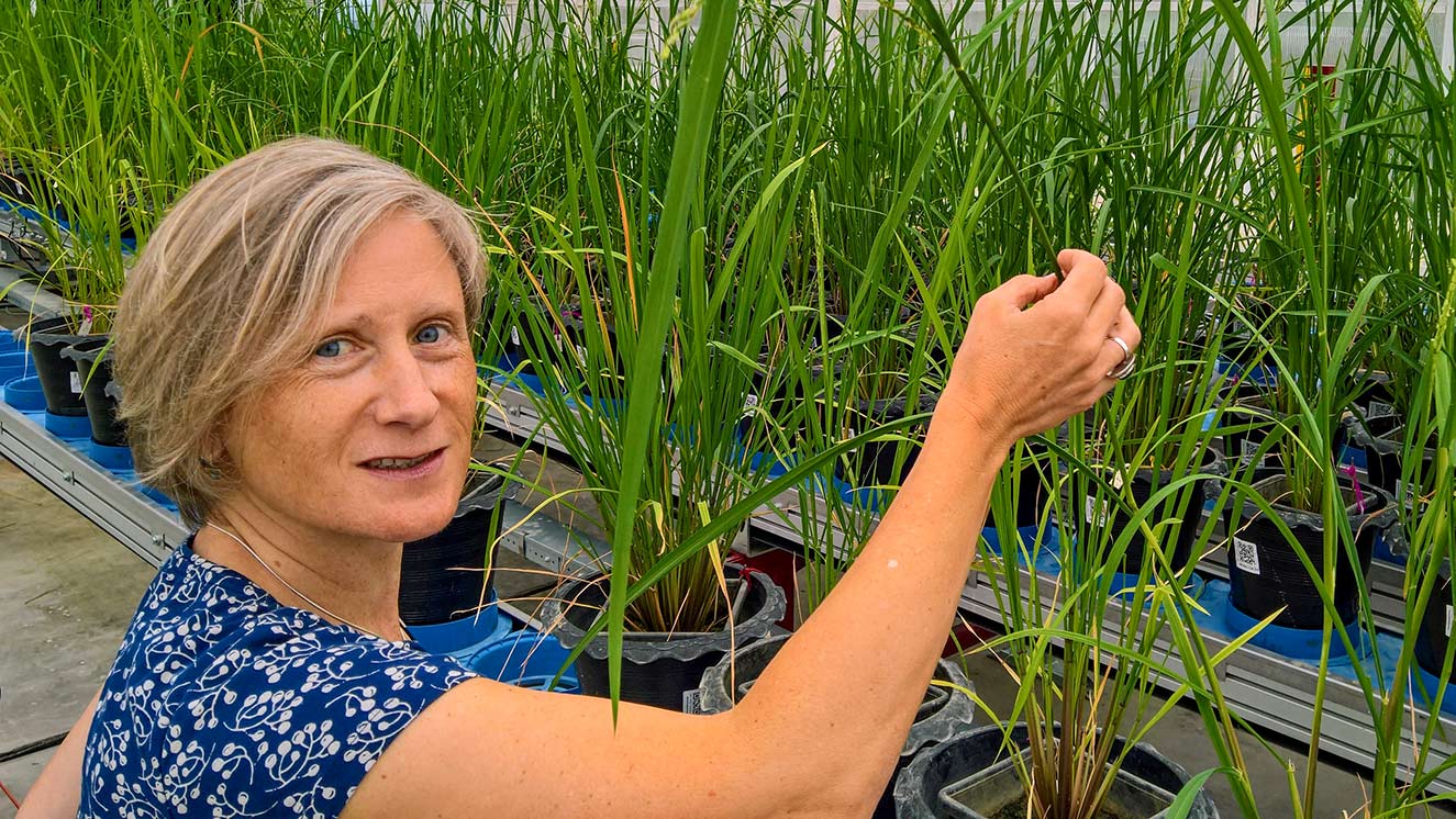 Professor Julie Gray stands in front of young rice plants.
