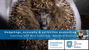 A picture of a hedgehog which Mira Lieberman looked after for her interview on ecosophy extinction accounting