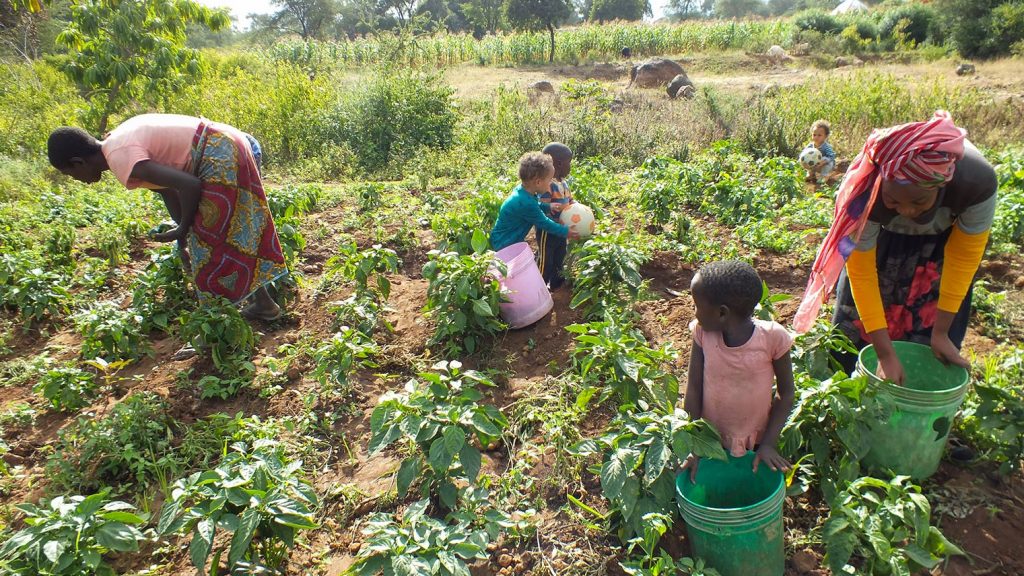 Digital tech Tanzanian farmers: a group of women and children tending to a field full of green crops on a very sunny day.