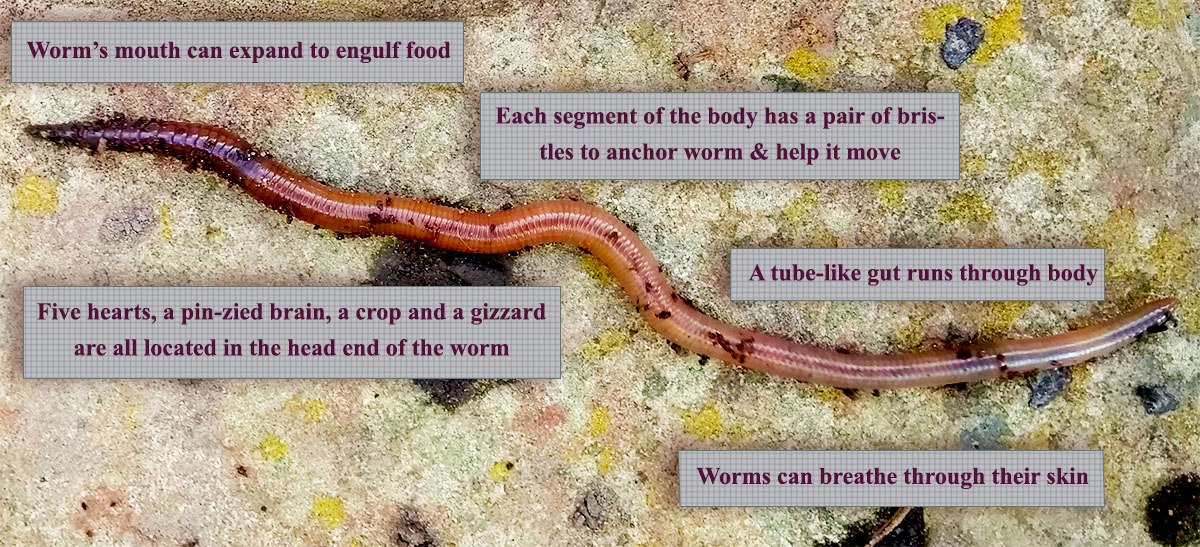 A photo of a live worm labelled with anatomical details