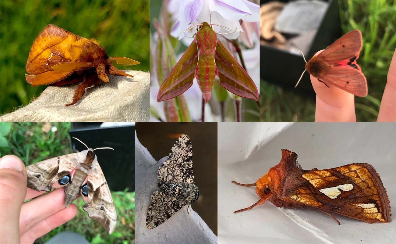 Wildlife gardening moths: a series of images of some of the moths that Emilie found during her research
