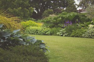 a picture of a garden with lots of plants - if you want your own green barrier to reduce air pollution just add plants 