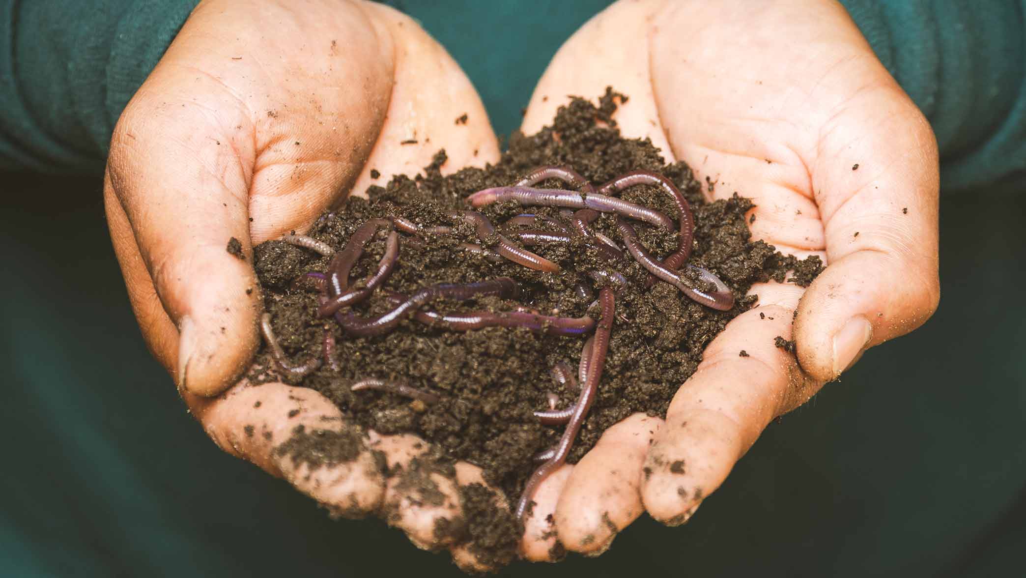 How should we value ecosystem services? Image shows hands holding soil filled with worms.