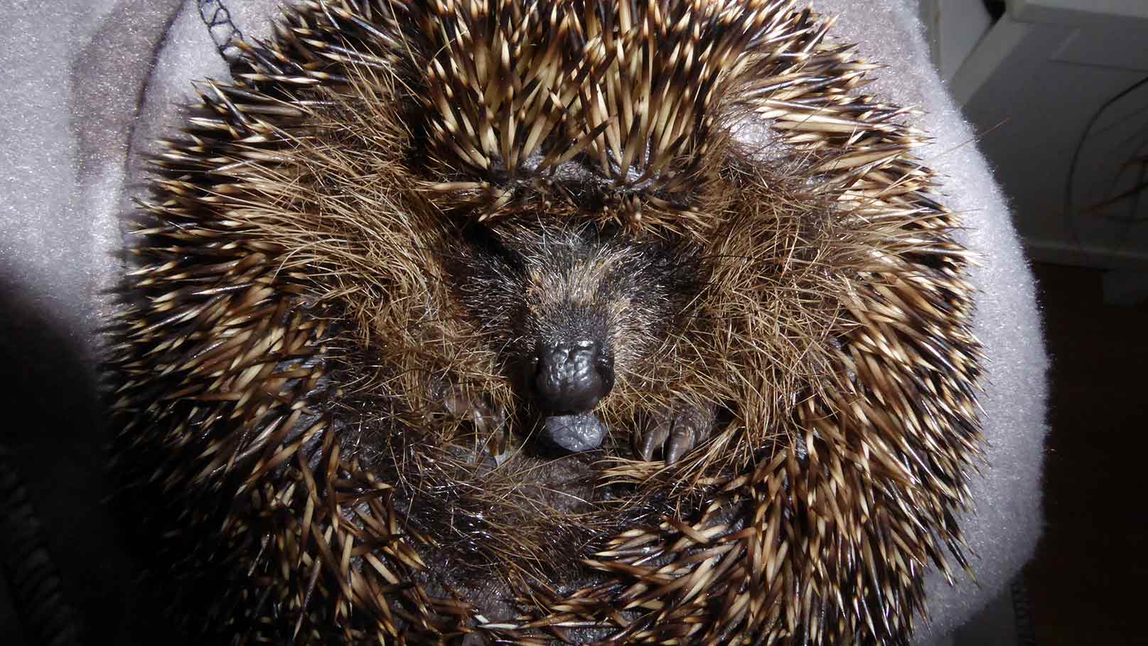 hedgehogs ecosophy extinction accounting