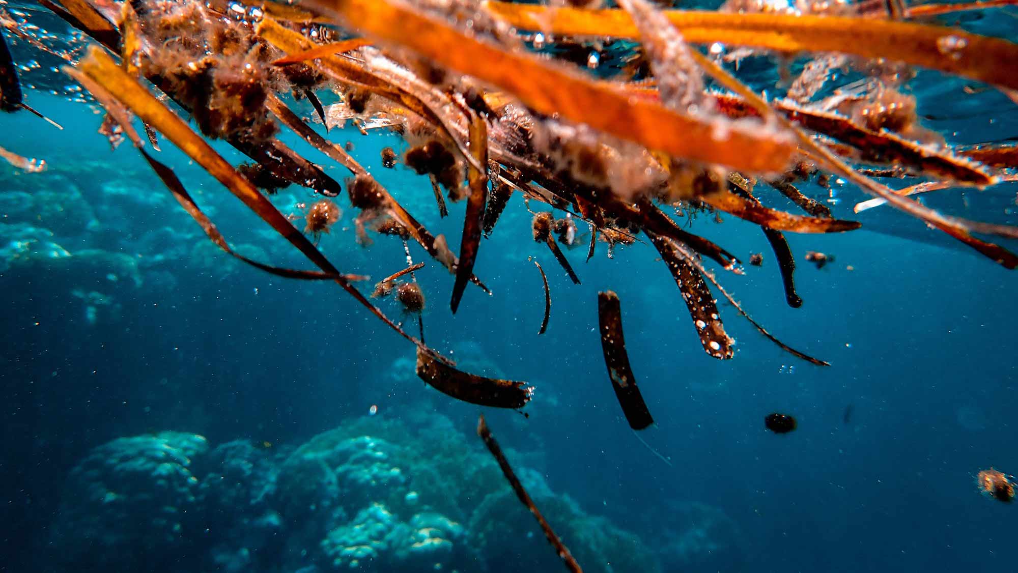 A photo of orange seaweed floating in a deep blue ocean.