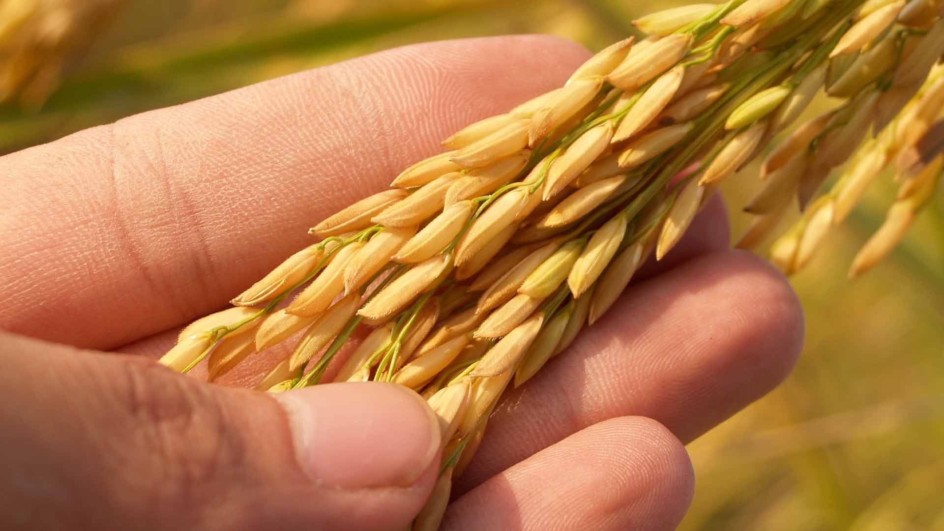 seed size bias farming