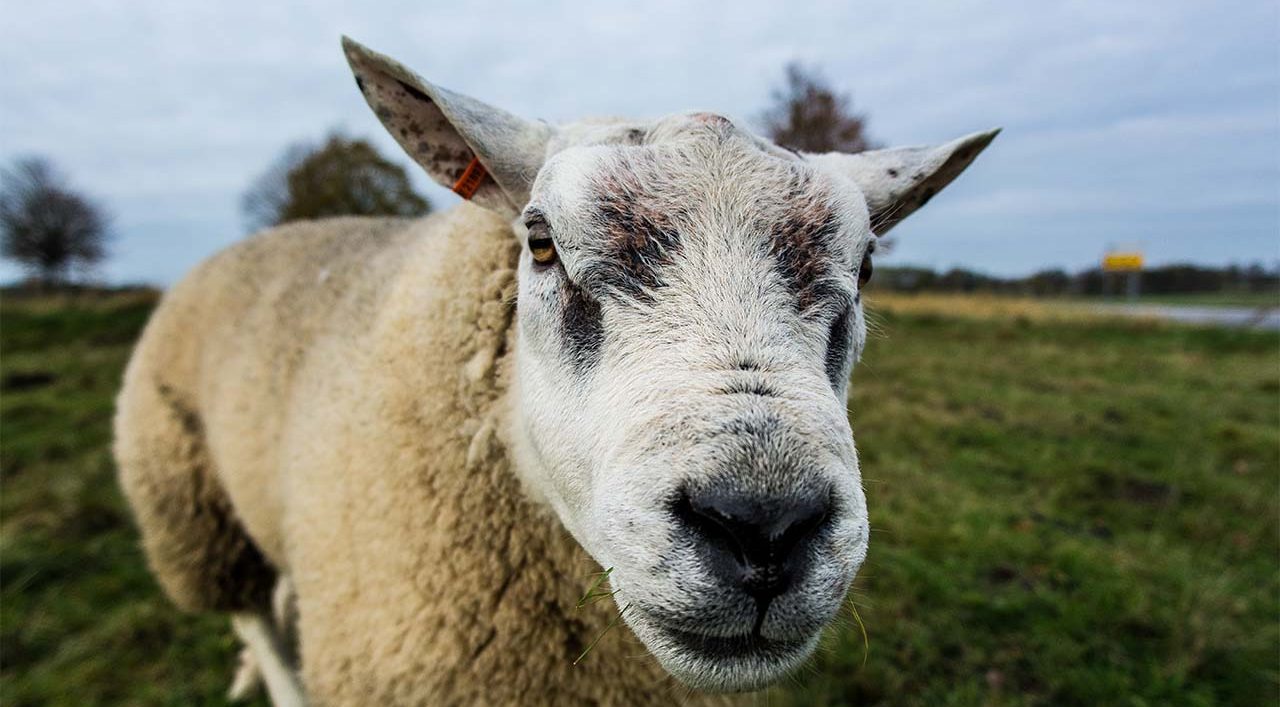 A sheep in the UK. The UK should farm trees, not sheep